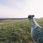 Zwei Whippets im Freilauf