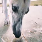 Eine lange Nase