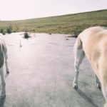Kopflose Whippets on ice
