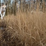 Und hopp. Durch den Schlamm läuft ein Whippet nicht.