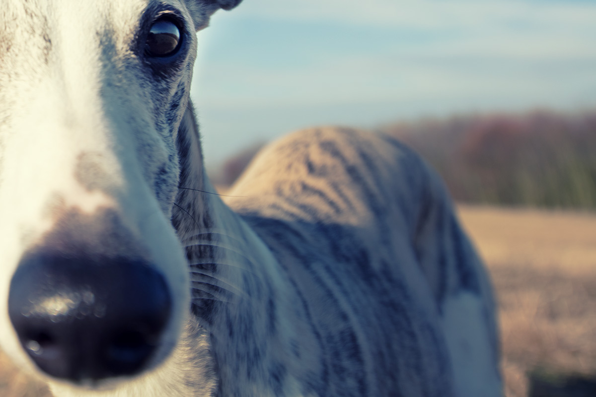 Whippet Danny kommt zu nahe an die Kamera.