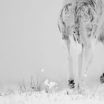 Pfoten im Schnee