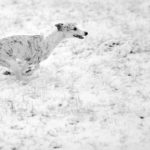 Attacke im Schnee