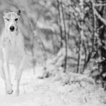 Schnee im Auge?