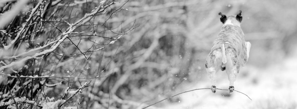 Whippet im Schnee