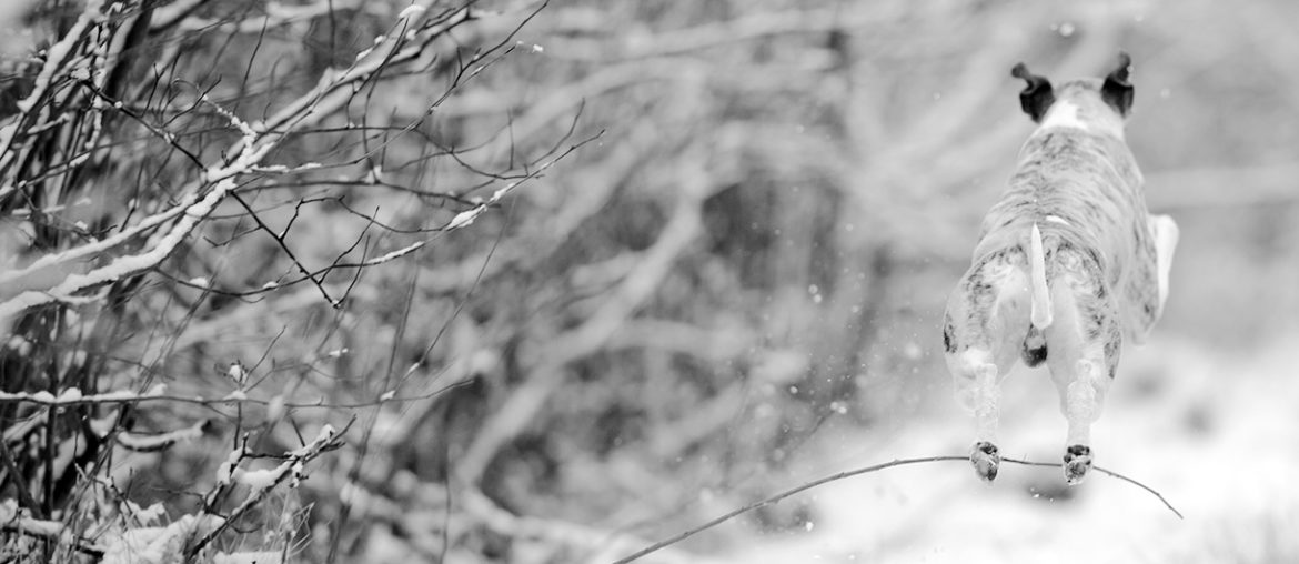 Whippet im Schnee