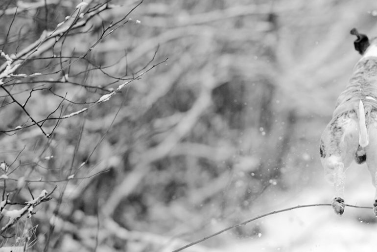 Whippet im Schnee
