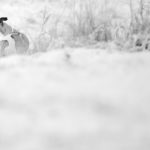 Whippet im Schnee
