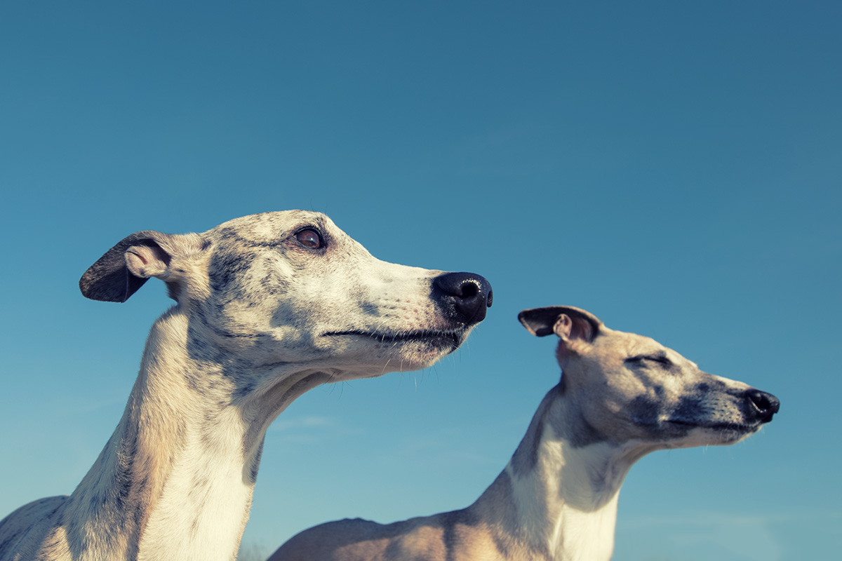 Whippets , Fernsehen