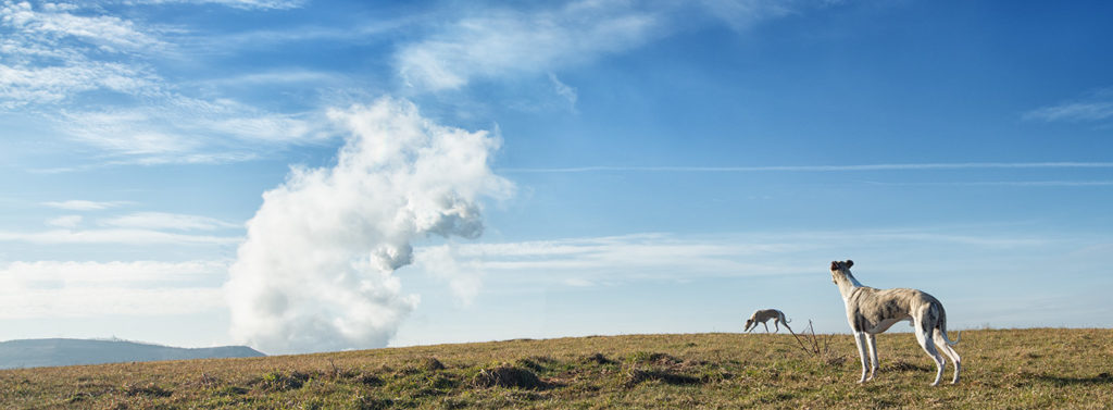 Halde im Ruhrgebiet