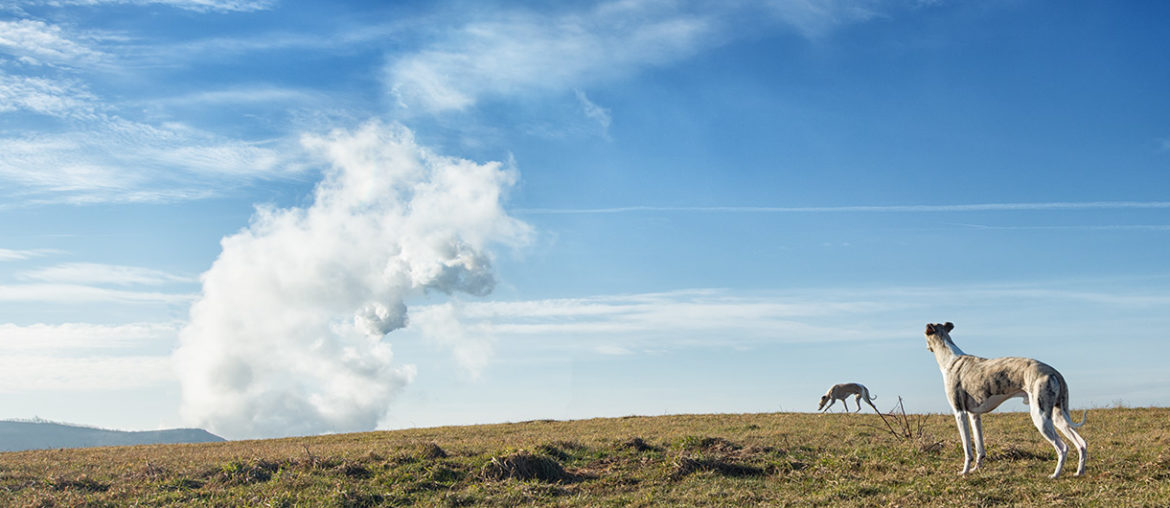 Halde im Ruhrgebiet