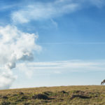 Halde im Ruhrgebiet