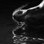 Reflexe im Wasser