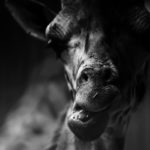eine Giraffe
