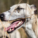 Whippet