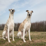 Zwei Whippets spähen