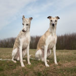 Zwei Whippets auf der grünen Wiese