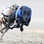 Schwarzer Whippet auf der Rennbahn