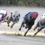 Whippets in Kurve Zwei