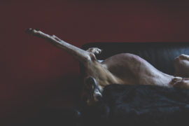 Die Eleganz des ruhenden Whippets