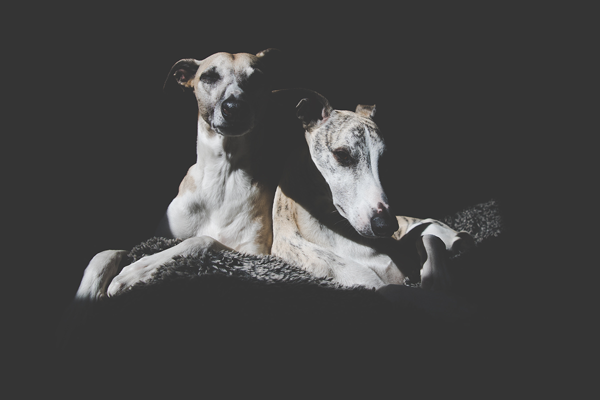 Entspannte Whippets