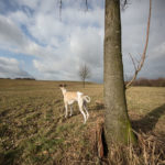 Mono auf der Halde