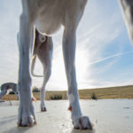 Whippets auf einem zugefrorenen Teich