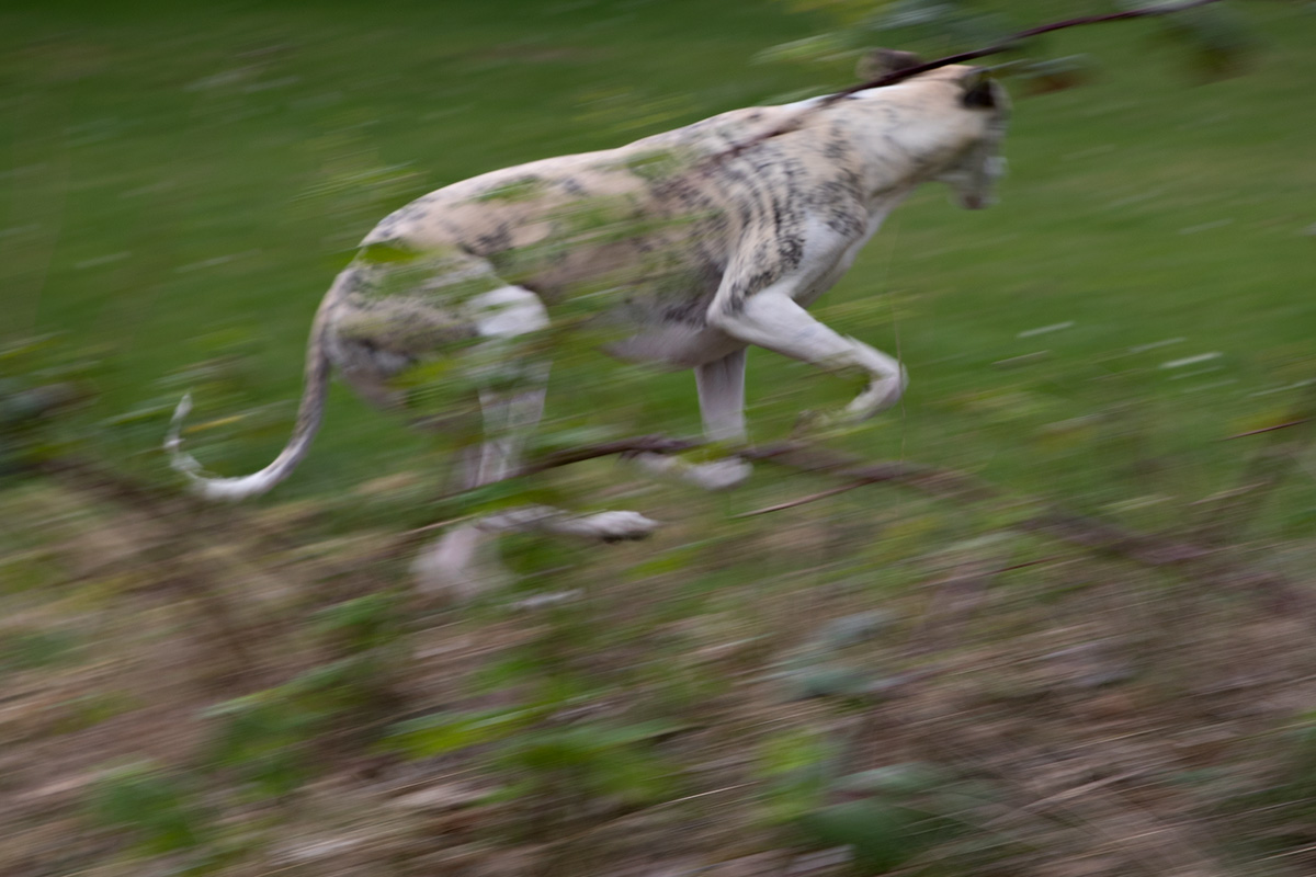 Danny auf der Flucht vor einer schlecht gelaunten Bullterrier-Hündin. 