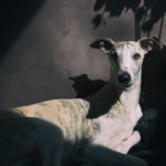 Danny und sein Schatten