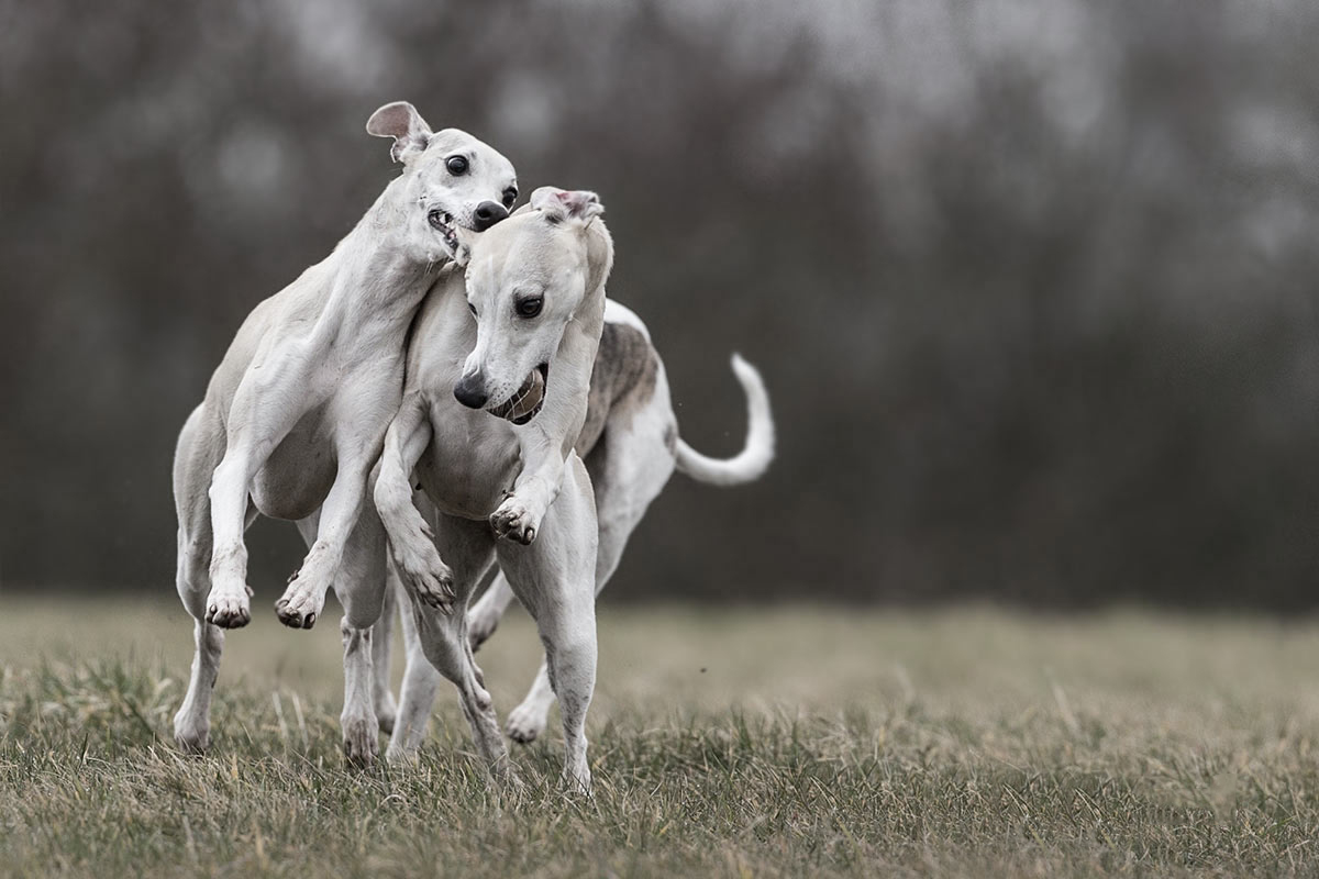 Freches Whippetmädchen. 