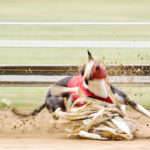 Whippet am Hasen