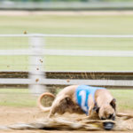 Whippet am Hasen