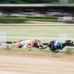 Whippets im vollen Lauf