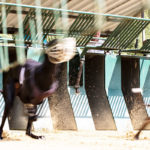 Ein Galgo kommt aus der Box geschossen