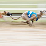 Whippets auf der Rennbahn in Gelsenkirchen