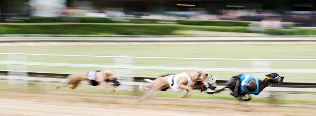 Whippets beim DWZRV Jubiläumssieger Rennen 2017