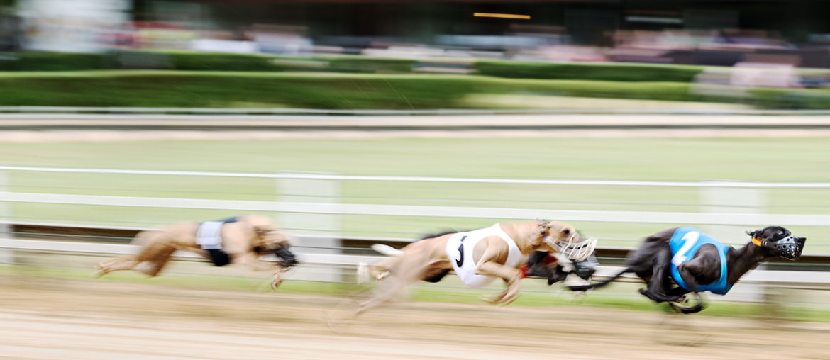 Whippets beim DWZRV Jubiläumssieger Rennen 2017