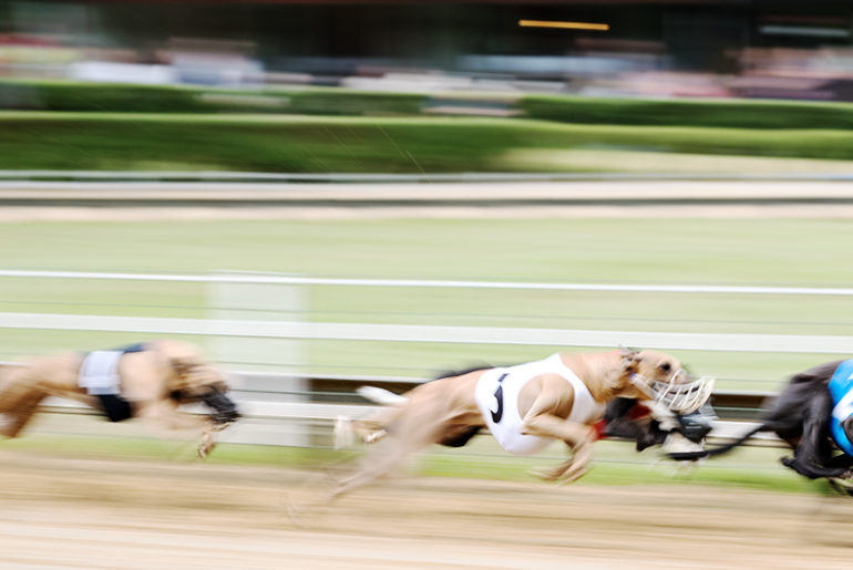 Whippets beim DWZRV Jubiläumssieger Rennen 2017