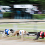 Whippets Jubiläumssieger Rennen 2017
