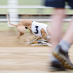 Whippet am Hasen beim DWZRV Jubiläumssieger Rennen 2017