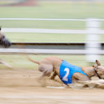 Whippet beim Bauchrutscher am Hasen