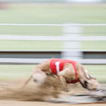 Whippet am Hasen