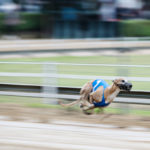 Whippet in der "Kugelphase"