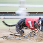 Whippet am Hasen