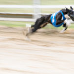Schwarz ist das neue Schnell. Whippet auf der Bahn,