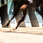 Galgo beim Start