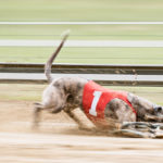 Whippet am Hasen beim DWZRV Jubiläumssieger Rennen 2017
