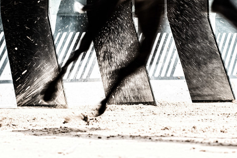 Greyhound am Start aus der Box