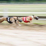 Whippets