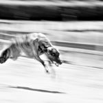 Whippets auf der Rennbahn